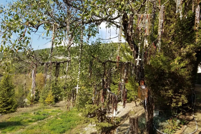 Memorial tree in Mayfouk, Lebanon